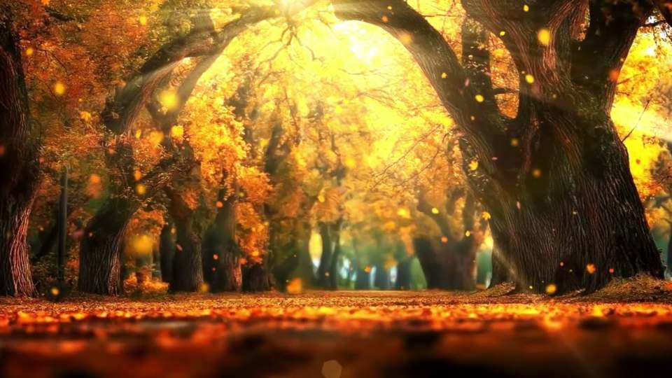 Komorebi (木漏れ日) – Lofi for the Light That Falls Through Leaves – lofi track by Energize Echo Music (YouTube thumbnail)